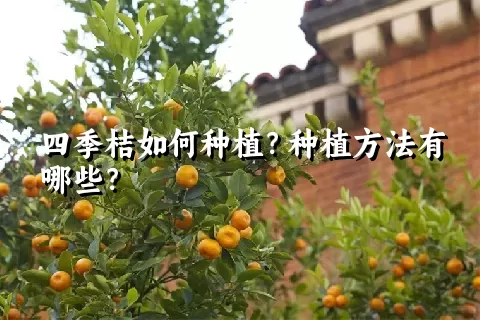 四季桔如何种植？种植方法有哪些？