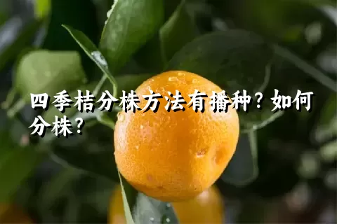 四季桔分株方法有播种？如何分株？