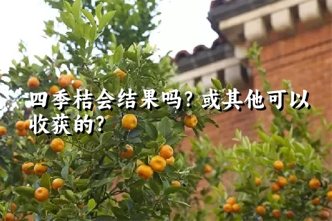 四季桔会结果吗？或其他可以收获的？