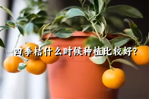 四季桔什么时候种植比较好？