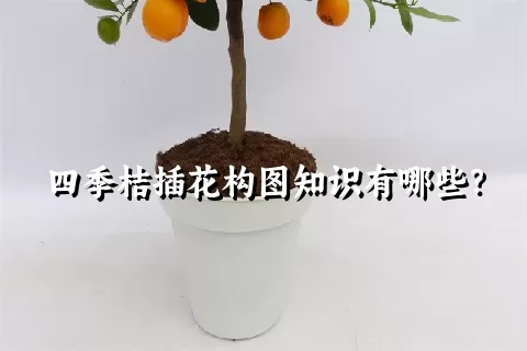 四季桔插花构图知识有哪些？