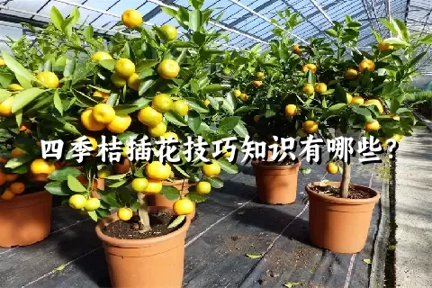 四季桔插花技巧知识有哪些？