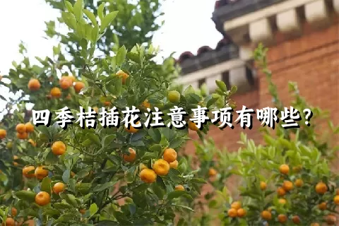 四季桔插花注意事项有哪些？