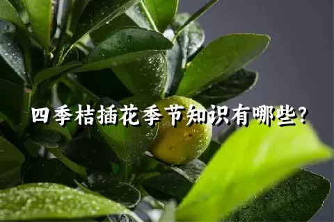 四季桔插花季节知识有哪些？