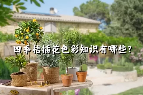 四季桔插花色彩知识有哪些？