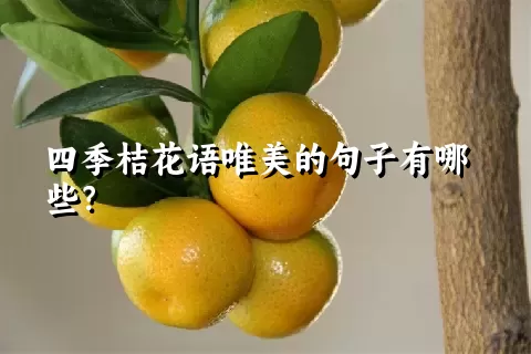 四季桔花语唯美的句子有哪些？