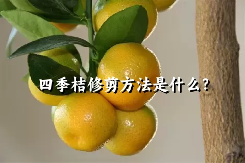 四季桔修剪方法是什么？