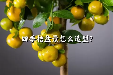 四季桔盆景怎么造型？