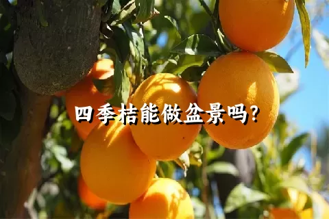 四季桔能做盆景吗？