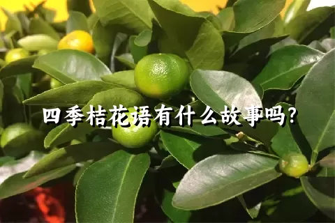 四季桔花语有什么故事吗？