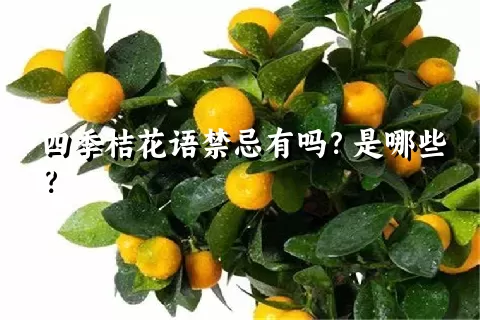 四季桔花语禁忌有吗？是哪些？