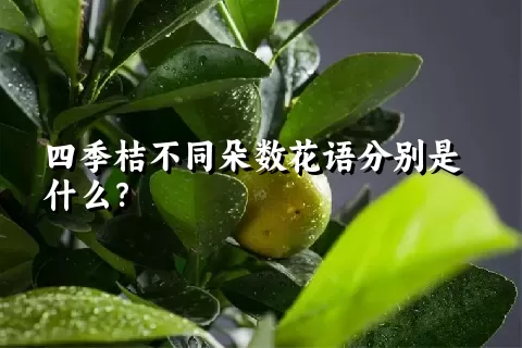 四季桔不同朵数花语分别是什么？