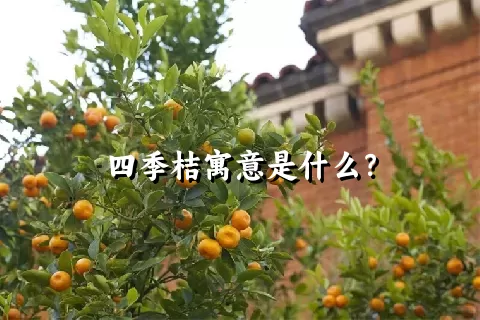 四季桔寓意是什么？