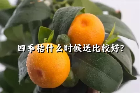 四季桔什么时候送比较好？