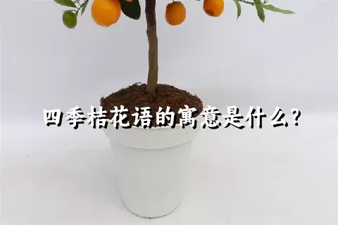 四季桔花语的寓意是什么？