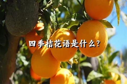 四季桔花语是什么？