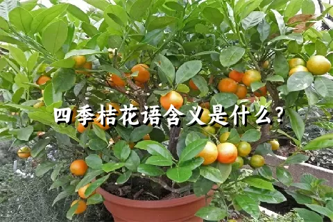 四季桔花语含义是什么？