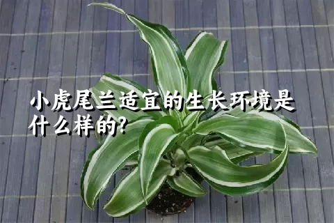 小虎尾兰适宜的生长环境是什么样的?