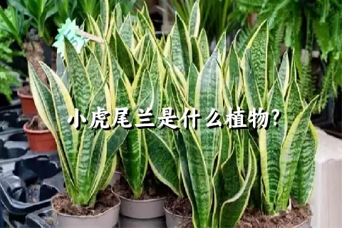 小虎尾兰是什么植物?