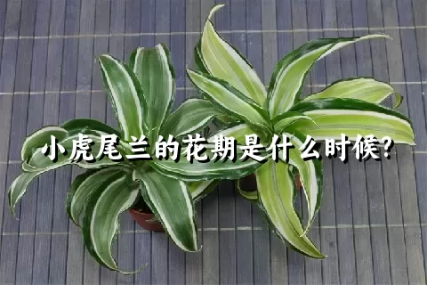 小虎尾兰的花期是什么时候?