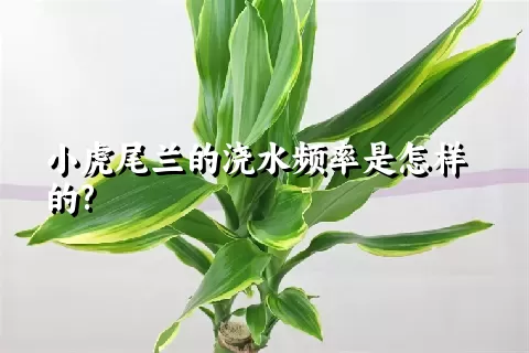 小虎尾兰的浇水频率是怎样的?