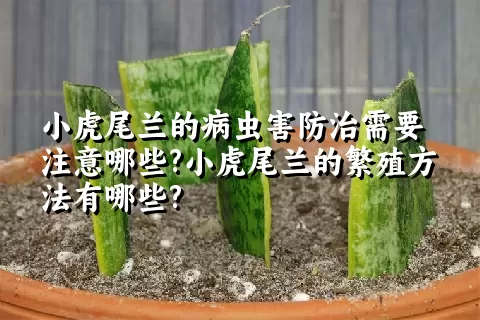 小虎尾兰的病虫害防治需要注意哪些?小虎尾兰的繁殖方法有哪些?