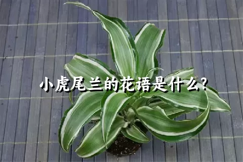 小虎尾兰的花语是什么?