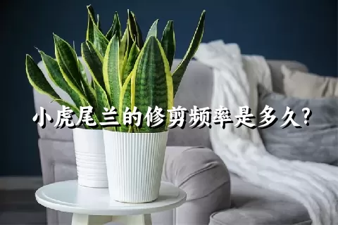 小虎尾兰的修剪频率是多久?