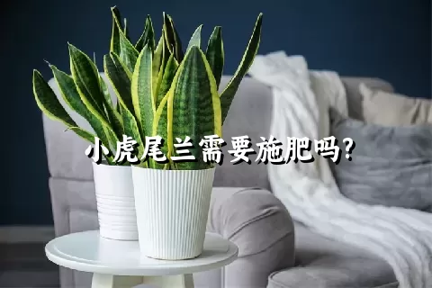 小虎尾兰需要施肥吗?