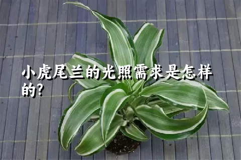 小虎尾兰的光照需求是怎样的?