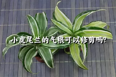 小虎尾兰的气根可以修剪吗?