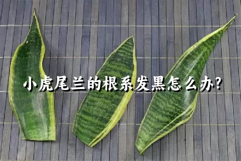 小虎尾兰的根系发黑怎么办?