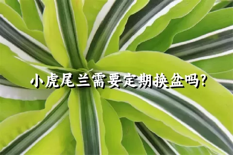 小虎尾兰需要定期换盆吗?