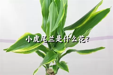 小虎尾兰是什么花？