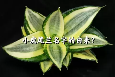 小虎尾兰名字的由来？