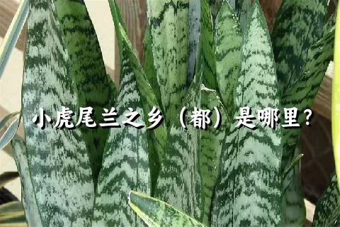 小虎尾兰之乡（都）是哪里？