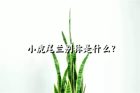 小虎尾兰别称是什么？