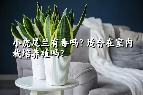 小虎尾兰有毒吗？适合在室内栽培养殖吗？