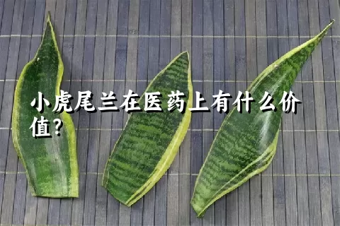 小虎尾兰在医药上有什么价值？