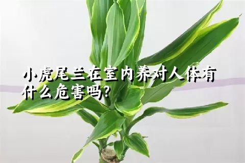 小虎尾兰在室内养对人体有什么危害吗？