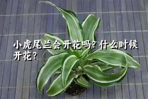 小虎尾兰会开花吗？什么时候开花？