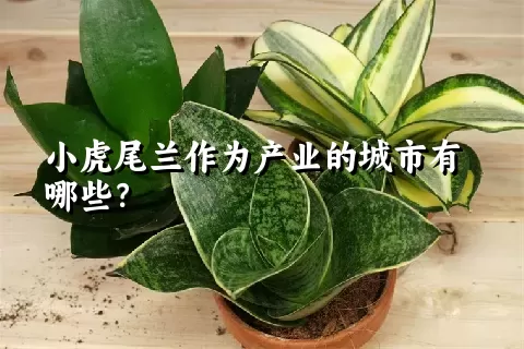 小虎尾兰作为产业的城市有哪些？