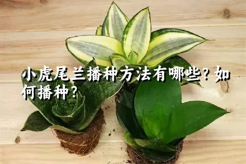 小虎尾兰播种方法有哪些？如何播种？