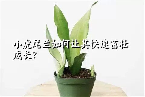 小虎尾兰如何让其快速茁壮成长？