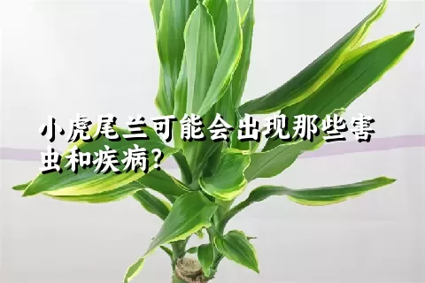 小虎尾兰可能会出现那些害虫和疾病？