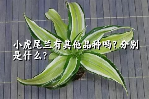 小虎尾兰有其他品种吗？分别是什么？