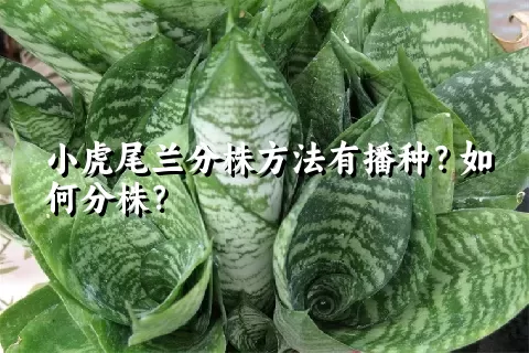 小虎尾兰分株方法有播种？如何分株？