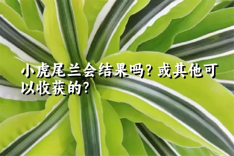 小虎尾兰会结果吗？或其他可以收获的？