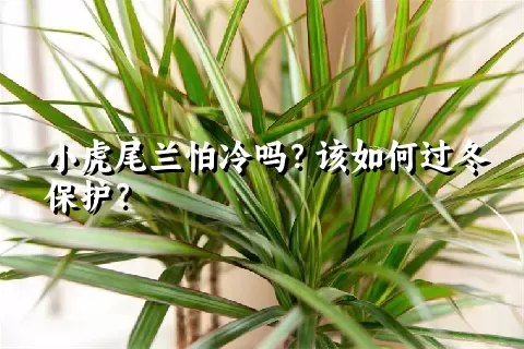 小虎尾兰怕冷吗？该如何过冬保护？