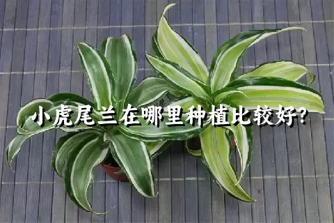 小虎尾兰在哪里种植比较好？